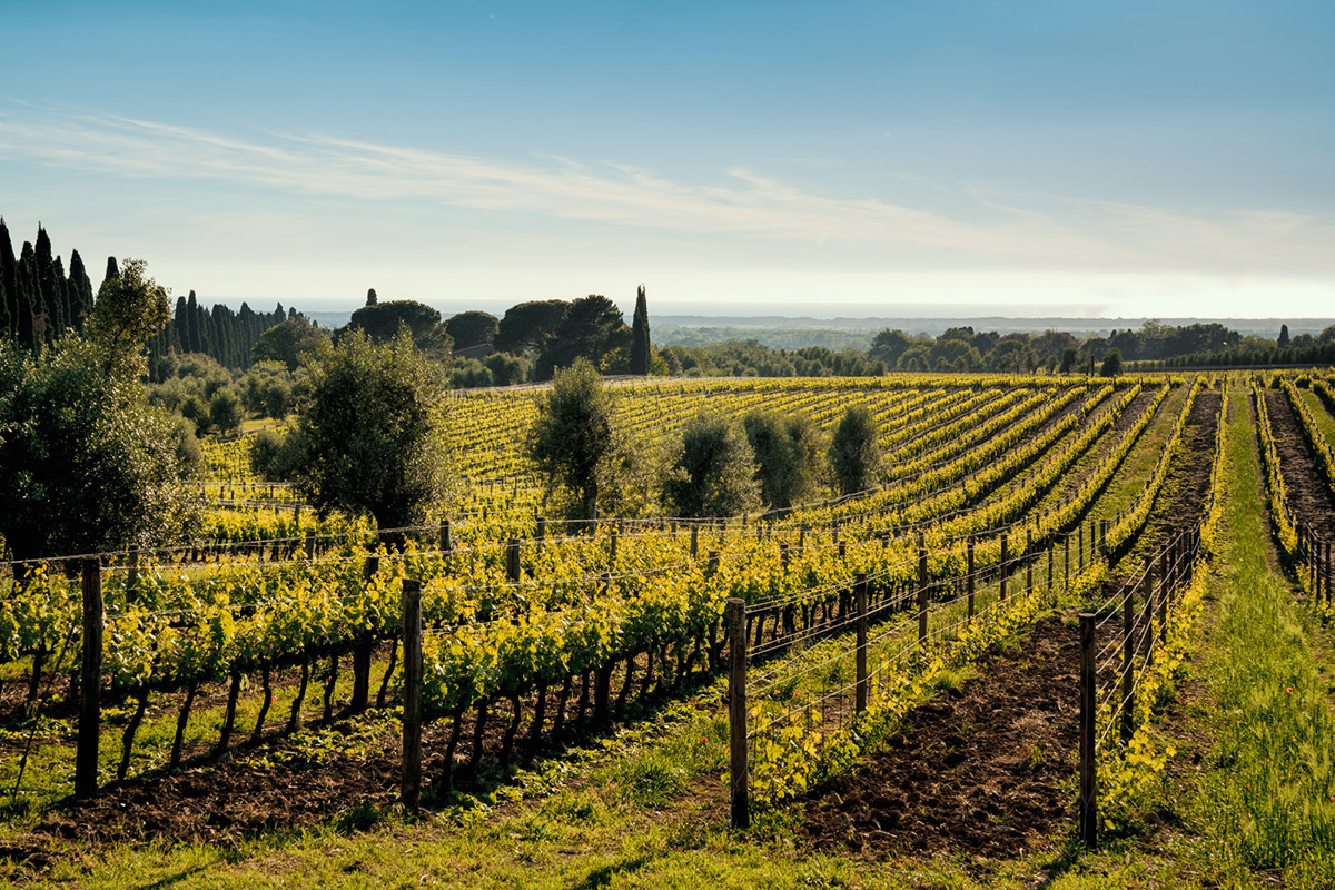 rows of the vineyard